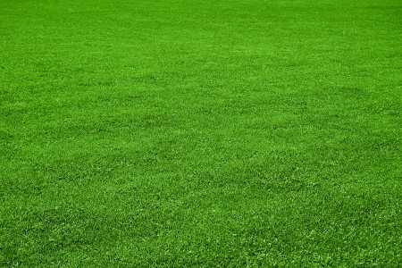 5 Reasons to Choose Organic Fertilizers for a Healthier, Greener Lawn (Over Chemicals!)